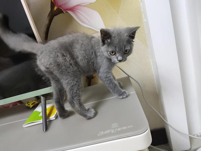 我家这只真的是蓝猫吗?