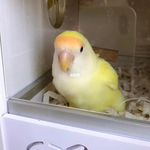 晒晒蛋～_鹦鹉_牡丹_牡丹鹦鹉_宠物_宠物其他