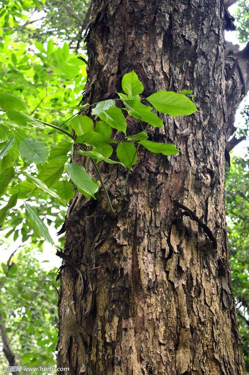 紫檀紫檀树红木花梨木,黄花梨黄花梨树降香黄檀香红木降香木