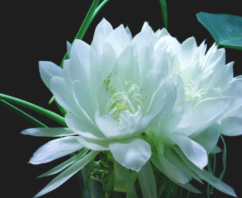 【佳作推荐】我心中的雪莲姐//文/兴安岭