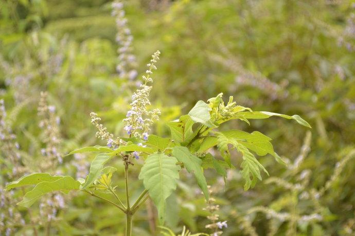 黄荆条蜜源植物及其在养蜂生产中的利用