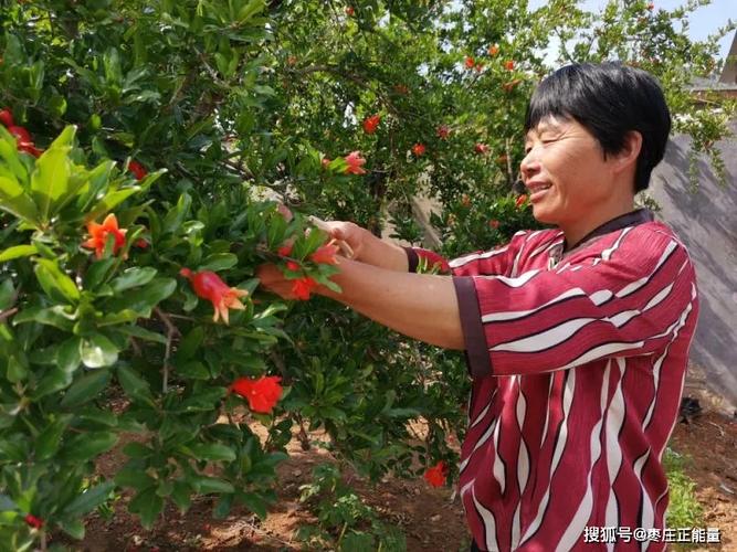 目前,王老吉石榴汁"品牌家喻户晓,销售产量逐年递增;自主品牌"多子