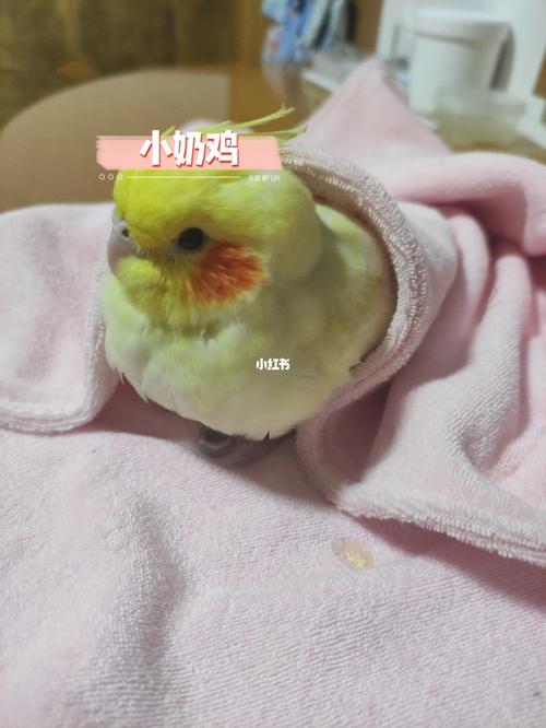 说好的黄化珍珠95%都是母的呢_珍珠_鹦鹉_玄凤鹦鹉_宠物_宠物其他