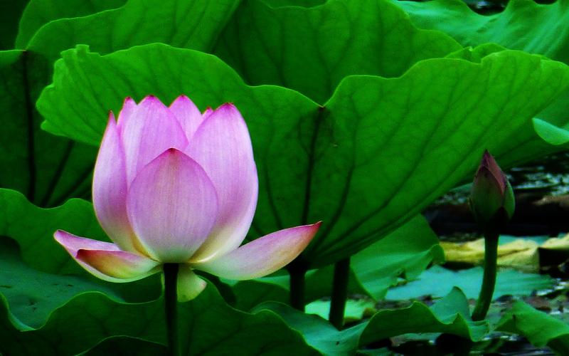 电脑壁纸 花卉 鲜花 荷塘里鲜艳迷人的荷花