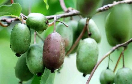 杭州软枣猕猴桃上新你吃过吗