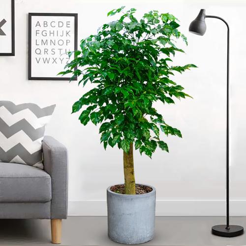 绿宝幸福树盆栽大型室内观叶植物客厅办公室绿植盆景上海送货上门