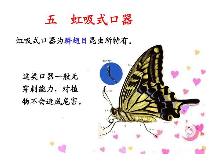 五 虹吸式口器 虹吸式口器为鳞翅目昆虫所特有.
