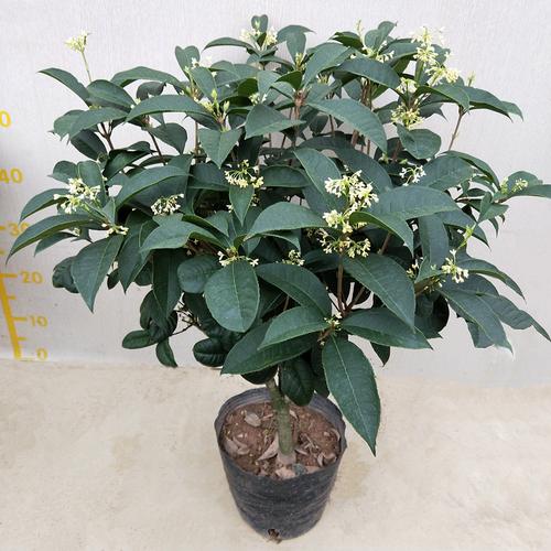 四季桂花盆栽 室外