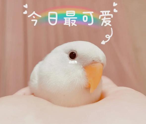 每一张都金光闪闪白桃牡丹鹦鹉_鹦鹉_牡丹_摄影_牡丹鹦鹉_宠物_宠物