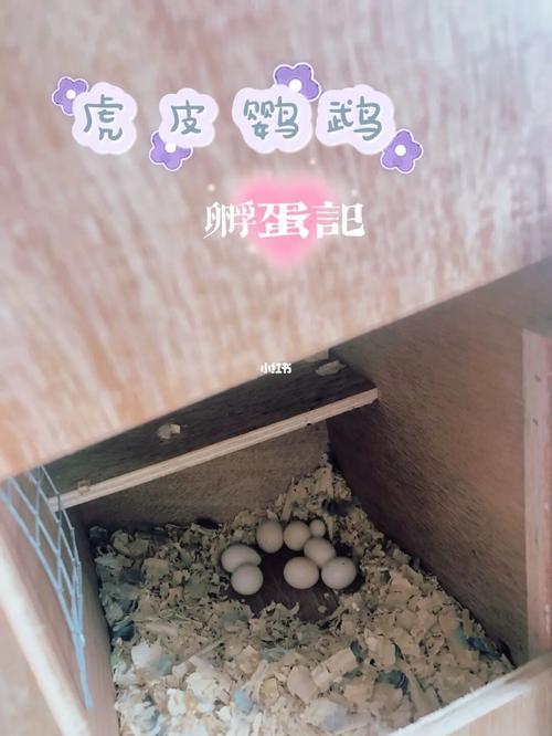 00萌宠 | 虎皮鹦鹉孵蛋记04_鹦鹉_宠物_福娃怎么样_秋天去哪玩