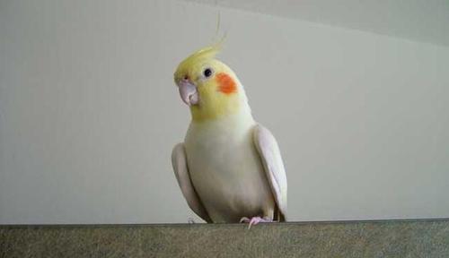 原创世界上最有趣的鹦鹉,国内可以合法饲养,还有着红脸蛋