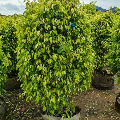 垂叶榕价格 福建垂叶榕树种植销售
