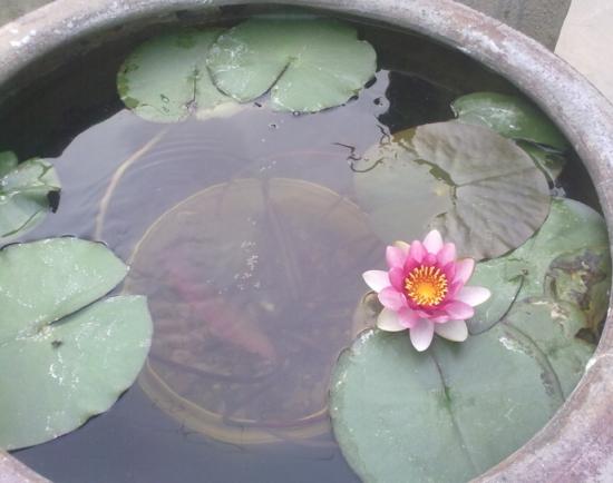 睡莲叶子变黑的解决方法