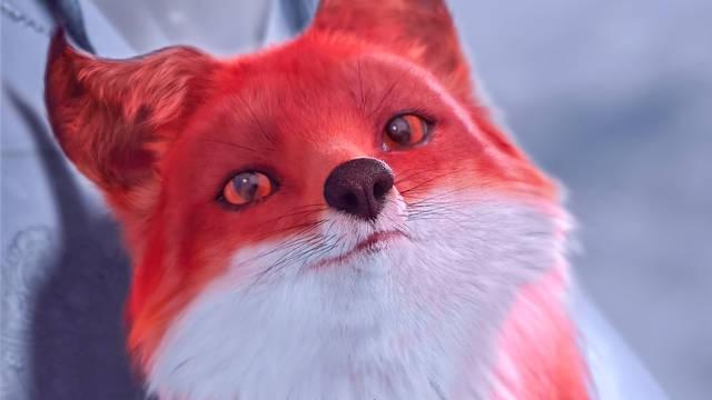 哪里来的小狐狸凤九的原身也太可爱了吧帝君真的是有福了