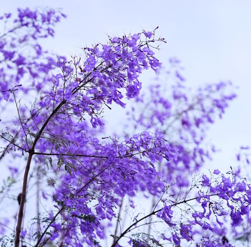紫花