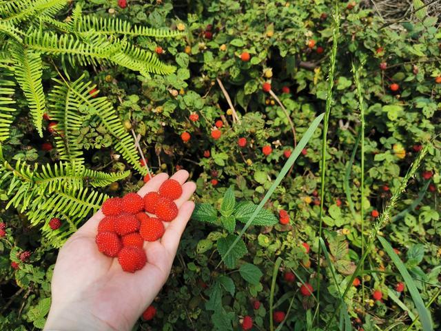 你知道小时候的"野草莓"是什么吗?