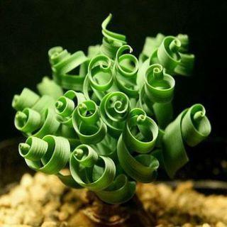 花卉家居盆栽观叶植物种子 细叶 宽叶弹簧草种子 螺旋草 /粒的图片