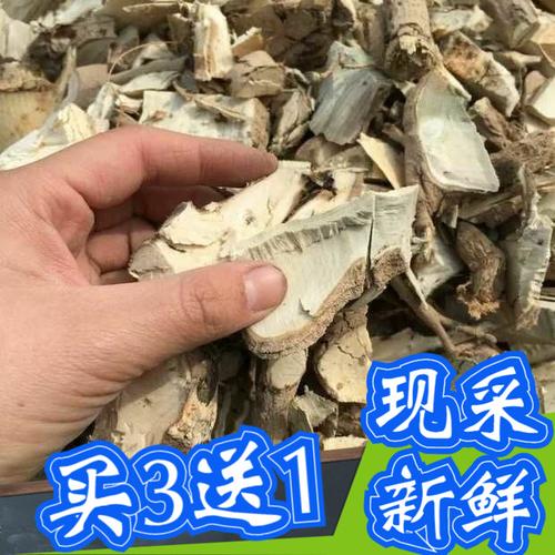 刺根八角枸骨根干品现晒新品1斤野生其他药食同源食品