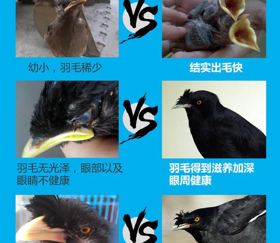 宠尚天八哥鸟食5斤装鹩哥鸟食粮好评好店