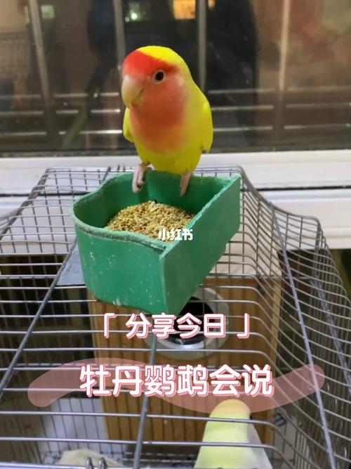 会说话的牡丹鹦鹉,喜欢的来吧_蓝宝石_牡丹_宠物_宠物