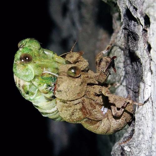 图说金蝉脱壳:蝉的若虫的最后一次蜕皮