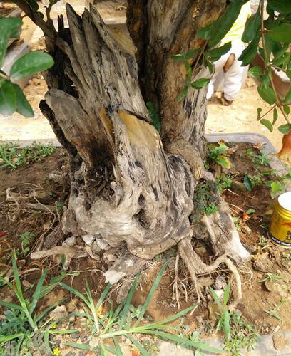 红花有果 老树桩石榴盆景 艺术大师作品 精品造型 实物拍摄a14298