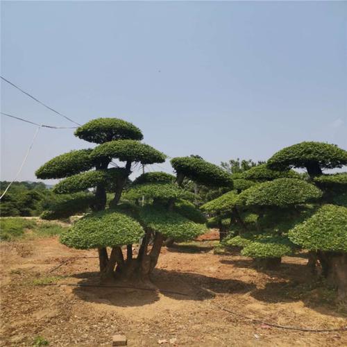 对节白蜡下山货 规格齐全 对节白蜡造型树