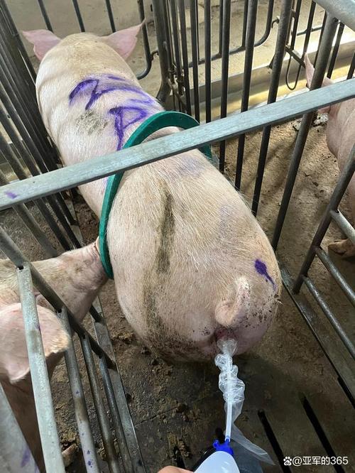 后备母猪普通人工输精分娩率能做到90大家觉得怎么样