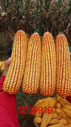 领航玉米种 优迪919财富握在手!