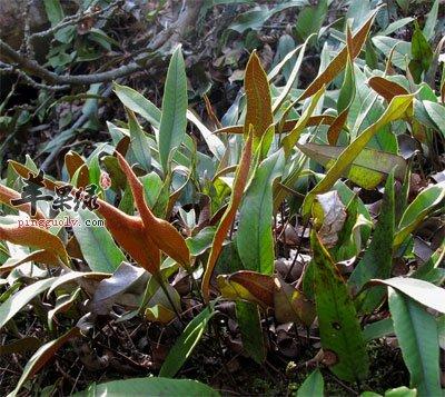 石韦的功效与作用