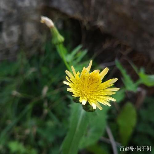 苦菜花开,美图集锦,旅行随拍