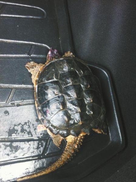 市民在水库捕到鳄龟 系外来物种放生将破坏生态(图)