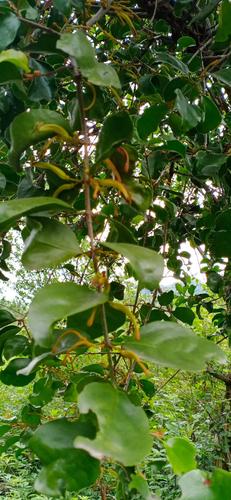 品种名:桑寄生          柘桑刺,柘桑树,黄桑刺,穿破石