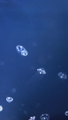 女生蓝色大海头像