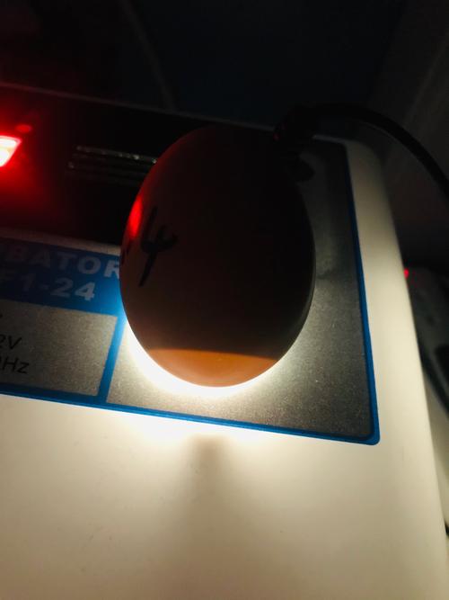 其它 小鸡孵化过程 写美篇第七天照蛋图 21天整,小鸡破壳而出啦