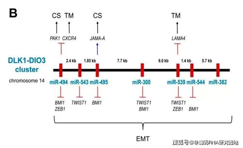 微rna在乳腺癌侵袭性中的作用