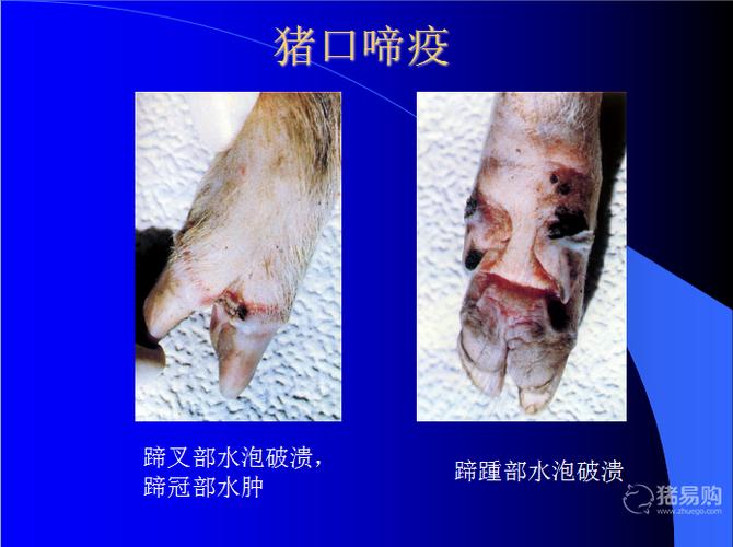 为什么猪口蹄疫如此难防?