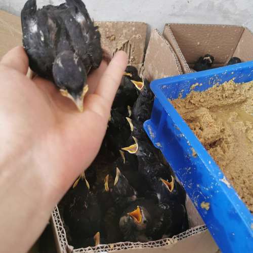 热销画眉鸟活体_八哥鸟活鸟幼鸟海八黑八林八雏鸟鸟食说话饲料包活