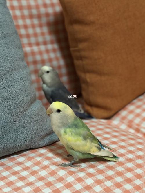 花桃—乱七八糟的颜色_鹦鹉_手养牡丹鹦鹉_宠物_宠物