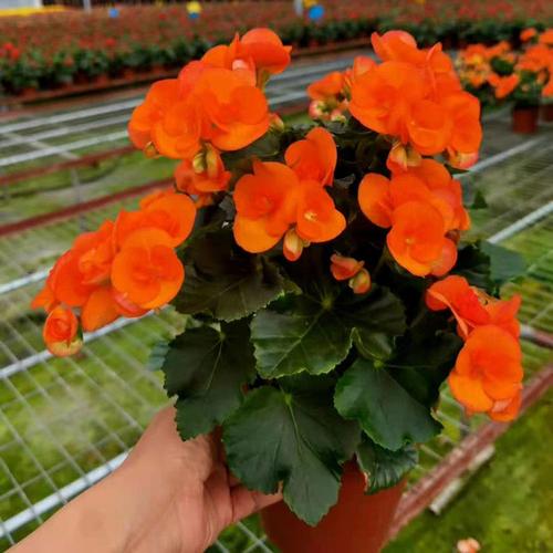 丽格海棠盆栽室内阳台好养植物重瓣玫瑰海棠带花 桔色