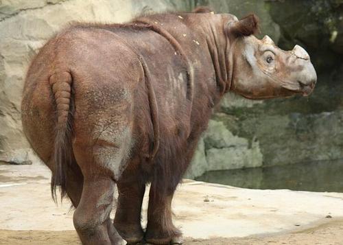 苏门答腊犀牛