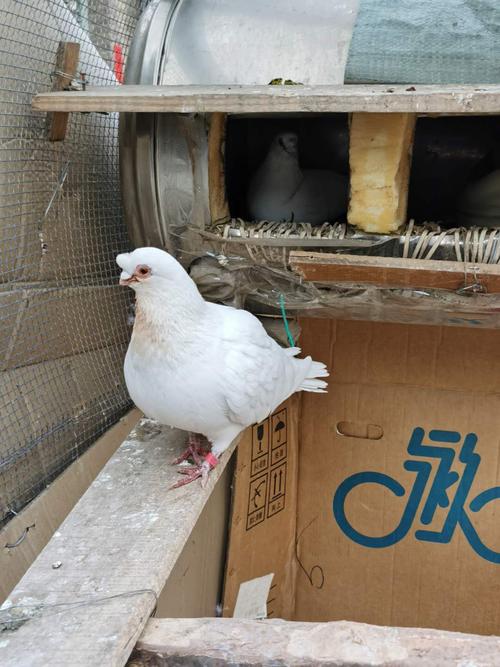 凤头白养眼鸽子