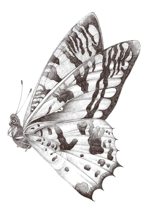 【锦翼蝴蝶】|纯艺术|素描|tomi_wu - 原创作品 - 站酷 (zcool)