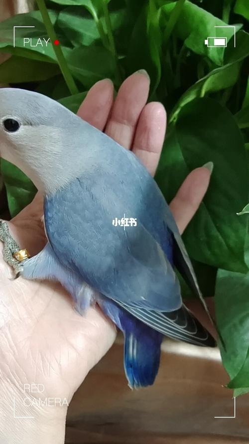 手养牡丹鹦鹉～紫罗兰_牡丹_牡丹鹦鹉_宠物_宠物其他