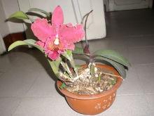 卡特兰(植物)