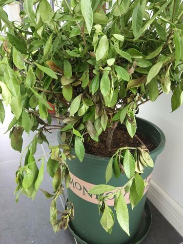 栀子花叶子耷拉,怎么回事?怎么救?