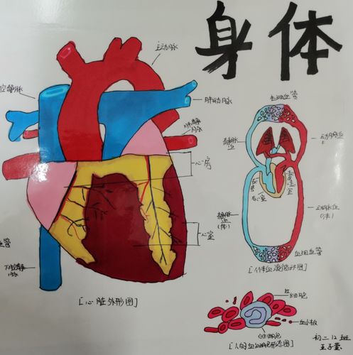 "奇妙的身体"手抄报&思维导图创作大赛 (初二生物教研