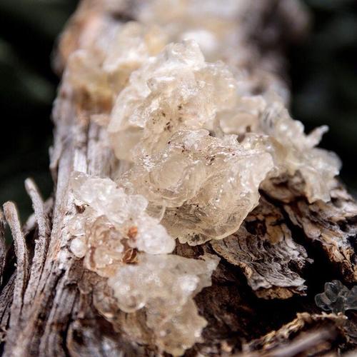 健康 正文  雪燕是雪燕树分泌的珍贵木髓分泌物,是新型的滋补养品,虽