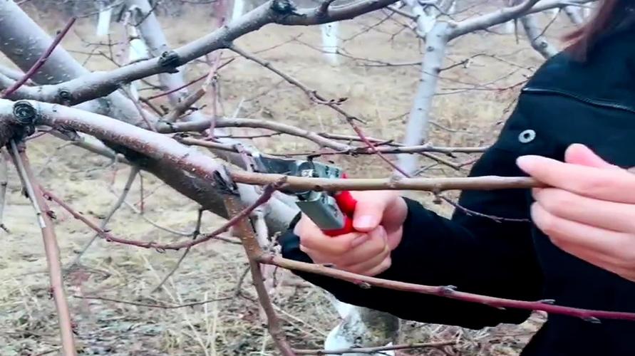 修剪注意单轴延伸是关键 服务升级 2果树修剪:主干乱头整形方法详解