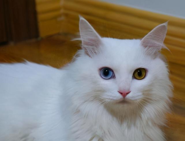 由临清劳动人民经过五百余年培育而成的观赏型长毛宠物猫品种,早已